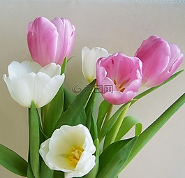 郁金香花束,粉紅色 白色,切花
