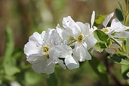 野茉莉,白布什,旁觀者