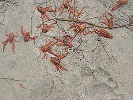 嬰兒龍蝦,龍蝦,沙