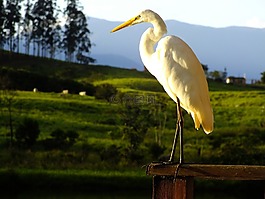 蒼鷺,鳥,字段