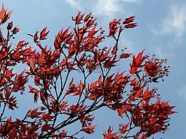 雷德马普勒,观赏植物,扇枫