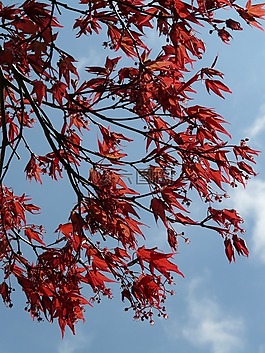 雷德马普勒,观赏植物,扇枫