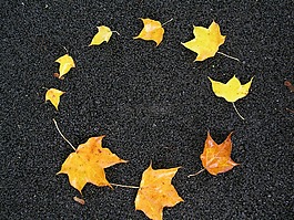 葉子,秋,環(huán)路