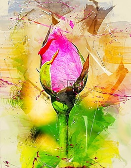 花,玫瑰,自然
