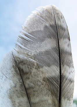 羽毛,自然,鳥(niǎo)