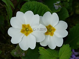 報(bào)春花,黃花九輪草,廠