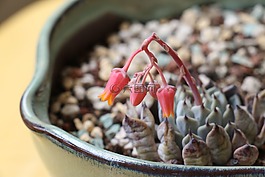 盆栽,多肉,花蕾