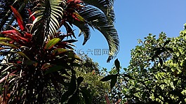 棕櫚樹,樹,天空