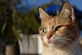 貓,迷路,動物