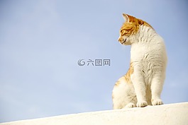 貓咪,天空,動(dòng)物