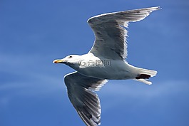 海鷗,飛,西雅圖
