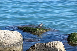 海,鳥,巖