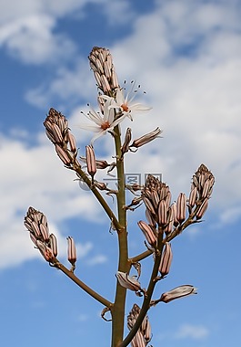 鮮花,開(kāi)花,芽