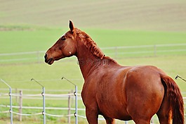 馬,動物,騎
