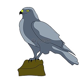 獵鷹,鳥,捕食者