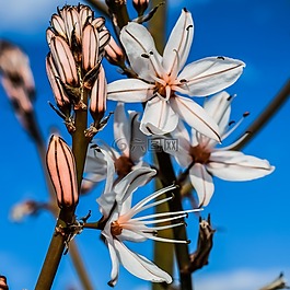 鮮花,開花,芽