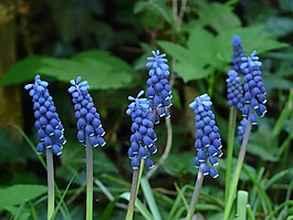 muscari,花,开花
