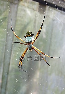 蜘蛛,昆蟲,natura