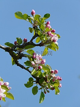 苹果花,苹果树,开花