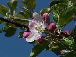 苹果花,苹果树,开花