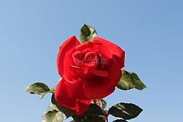 紅玫瑰,藍(lán)色,紅色