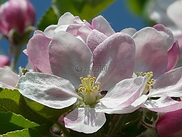 苹果花,苹果树,开花