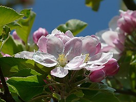 苹果花,苹果树,开花