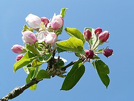 苹果花,苹果树,开花
