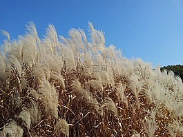 daechung,秋季,银草