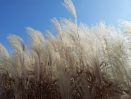 daechung,银草,秋天的天空