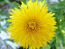 蒲公英,花,開花