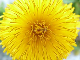 蒲公英,花,開花