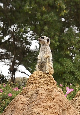 貓鼬,動(dòng)物,動(dòng)物園