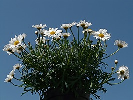 雛菊,leucanthemum,花