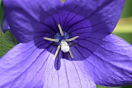 鮮花,藍(lán)色,花園