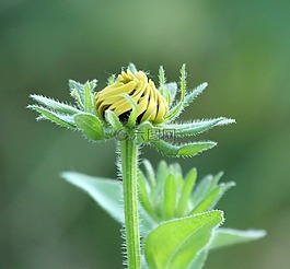 花,雛菊,黃色