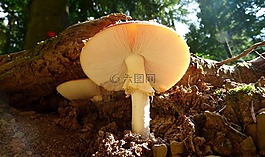 蘑菇,曲目,林