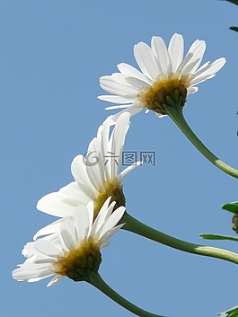 玛格丽特,leucanthemum,树的雏菊