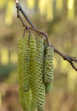 榛子樹叢,榛子,花粉