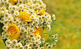 花束,玫瑰,黃玫瑰