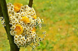 花束,玫瑰,黃玫瑰