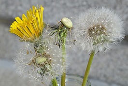 蒲公英,春天,關(guān)閉