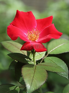 玫瑰,紅色,綠色