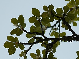 真正懷特比姆,山楂,樹