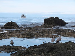 灣,海洋,海灘