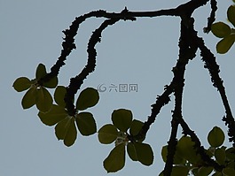 真正懷特比姆,山楂,樹