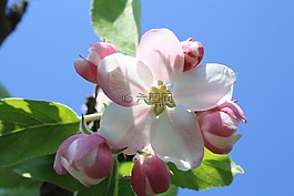 苹果花,苹果树,开花