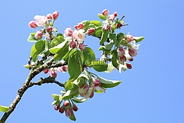 苹果花,苹果树,开花
