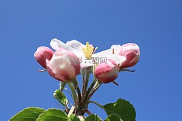 苹果花,苹果树,开花