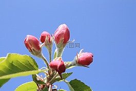 苹果花,苹果树,开花